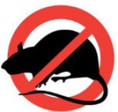 derattizzazione_1_orig